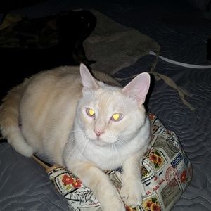 Meet your Posher, Pam